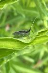 Agapanthia cardui