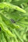 Agapanthia cardui