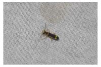 Malthinus flaveolus