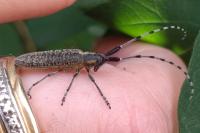 Agapanthia villosoviridescens