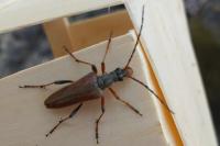 Stenocorus meridianus