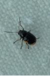 Cryptocephalus moraei