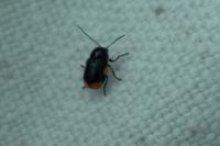 Cryptocephalus moraei