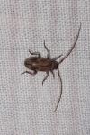 Exocentrus adspersus