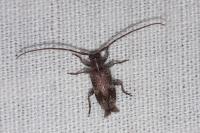 Exocentrus adspersus