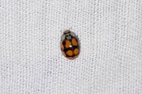 Adalia decempunctata