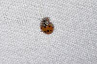 Adalia decempunctata