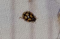 Adalia decempunctata