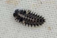 Exochomus quadripustulatus
