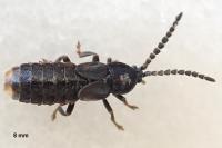 Phosphaenus hemipterus