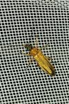 Oedemera podagrariae