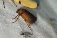 Serica brunnea