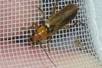 Cantharis