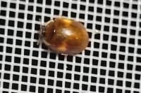 Adalia decempunctata