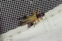 Oedemera podagrariae