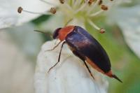 Mordellochroa abdominalis