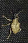 Curculio nucum