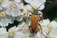 Stictoleptura rubra