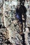 Carabus intricatus