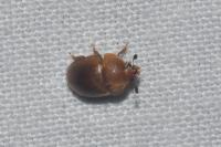 Cychramus luteus