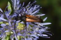 Stenurella melanura