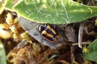 Cryptocephalus vittatus