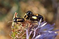 Cryptocephalus vittatus