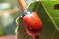 Chrysomela populi