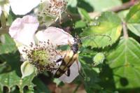 Rutpela maculata