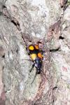 Panagaeus bipustulatus