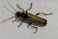 Cantharis decipiens