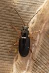 Luperus longicornis