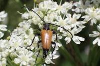 Stictoleptura fulva