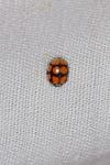 Adalia decempunctata