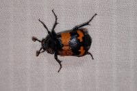 Nicrophorus investigator