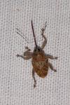 Curculio glandium