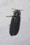 Lampyris noctiluca