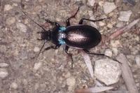 Carabus nemoralis