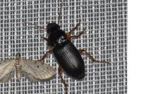 Harpalus rufipalpis