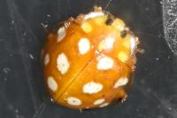 Halyzia sedecimguttata