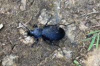 Carabus coriaceus