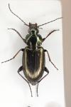 Agonum muelleri
