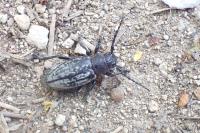 Iberodorcadion fuliginator