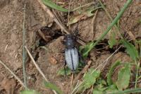 Iberodorcadion fuliginator