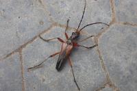 Stenocorus meridianus