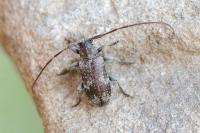 Exocentrus adspersus