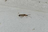 Rhagonycha lutea