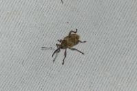 Curculio