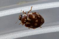 Myrrha octodecimguttata