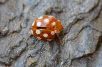 Vibidia duodecimguttata